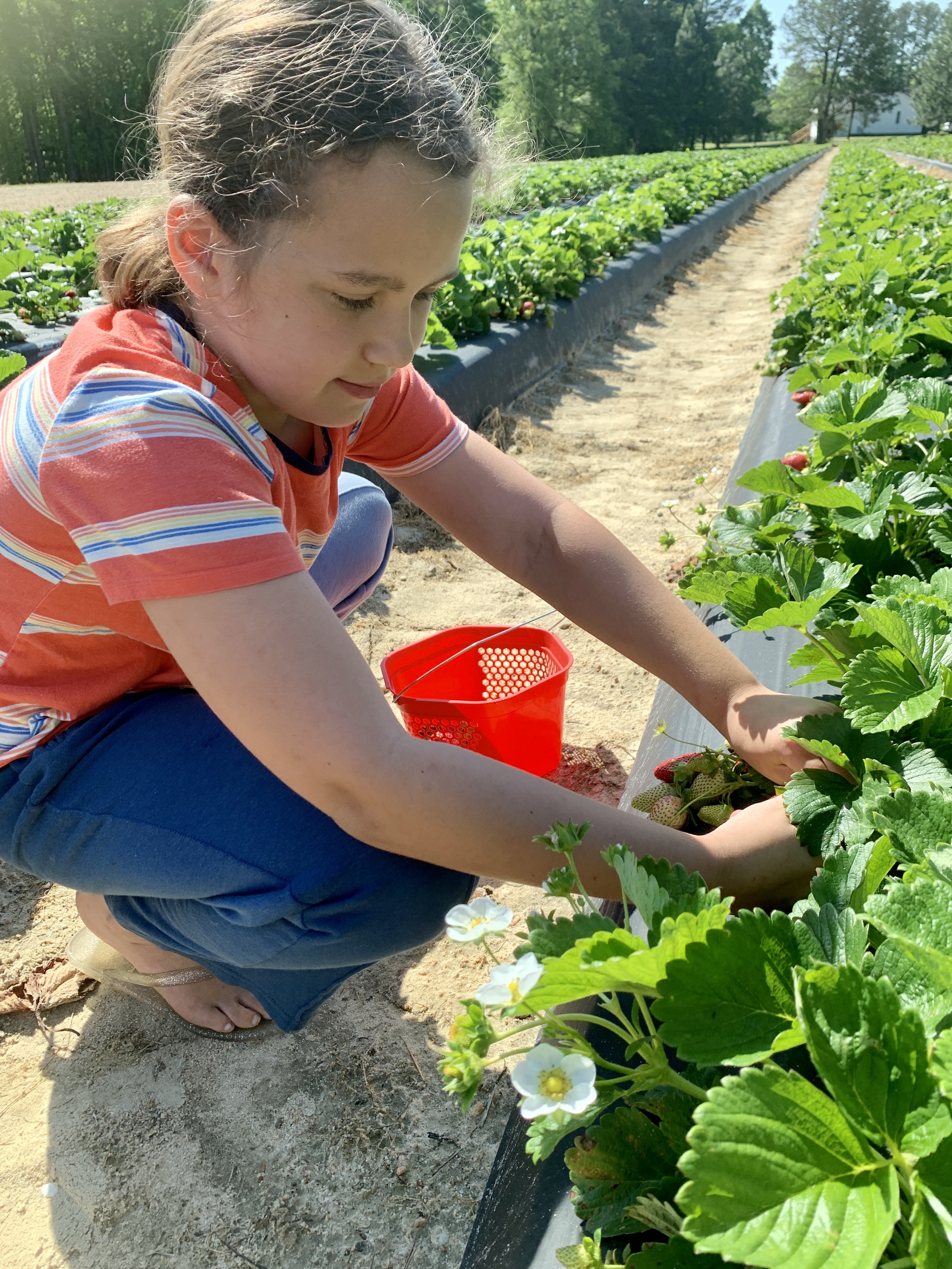Strawberries